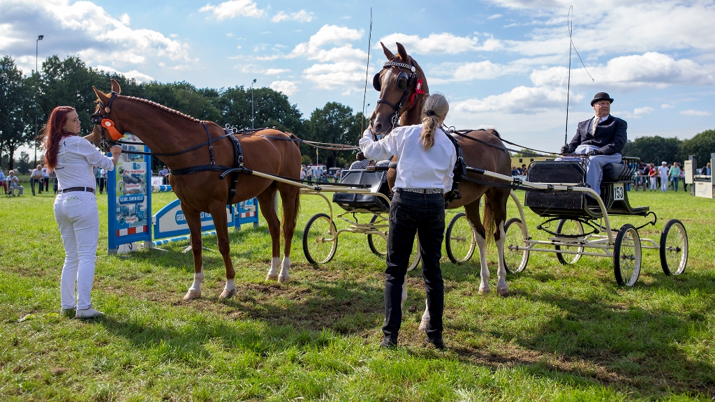 Lierop Fokpaardendag 2016 (47).jpg - Lierop Fokpaardendag 2016